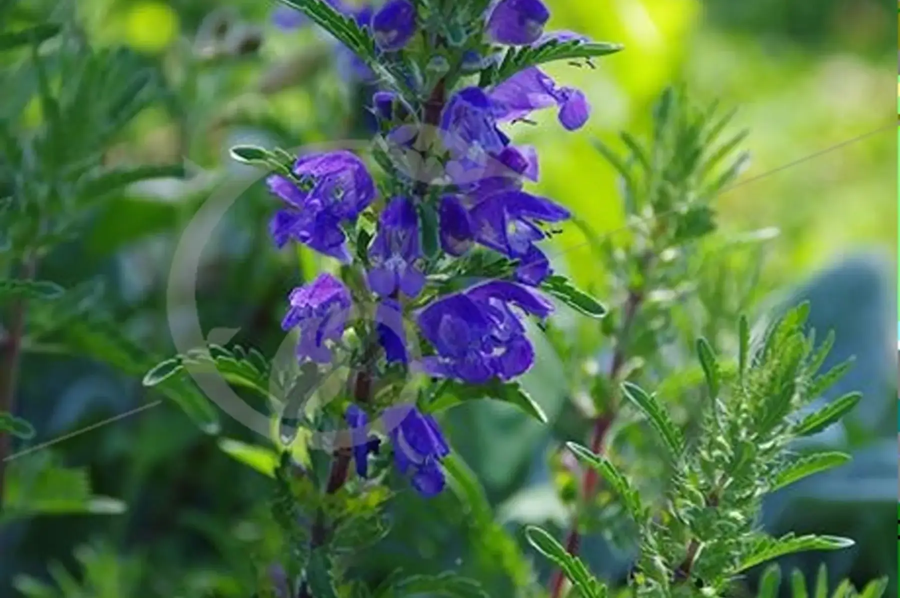 plant de dracocephale de moldavie