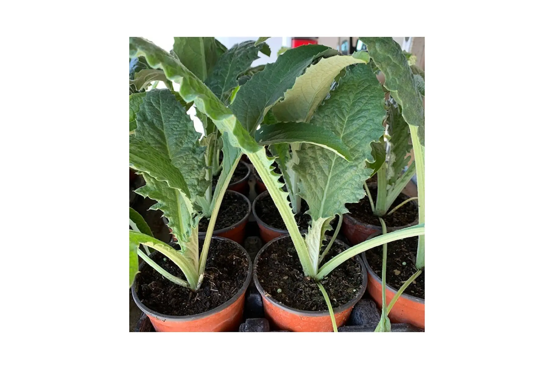 Plant d artichaut