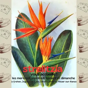 strelitzia