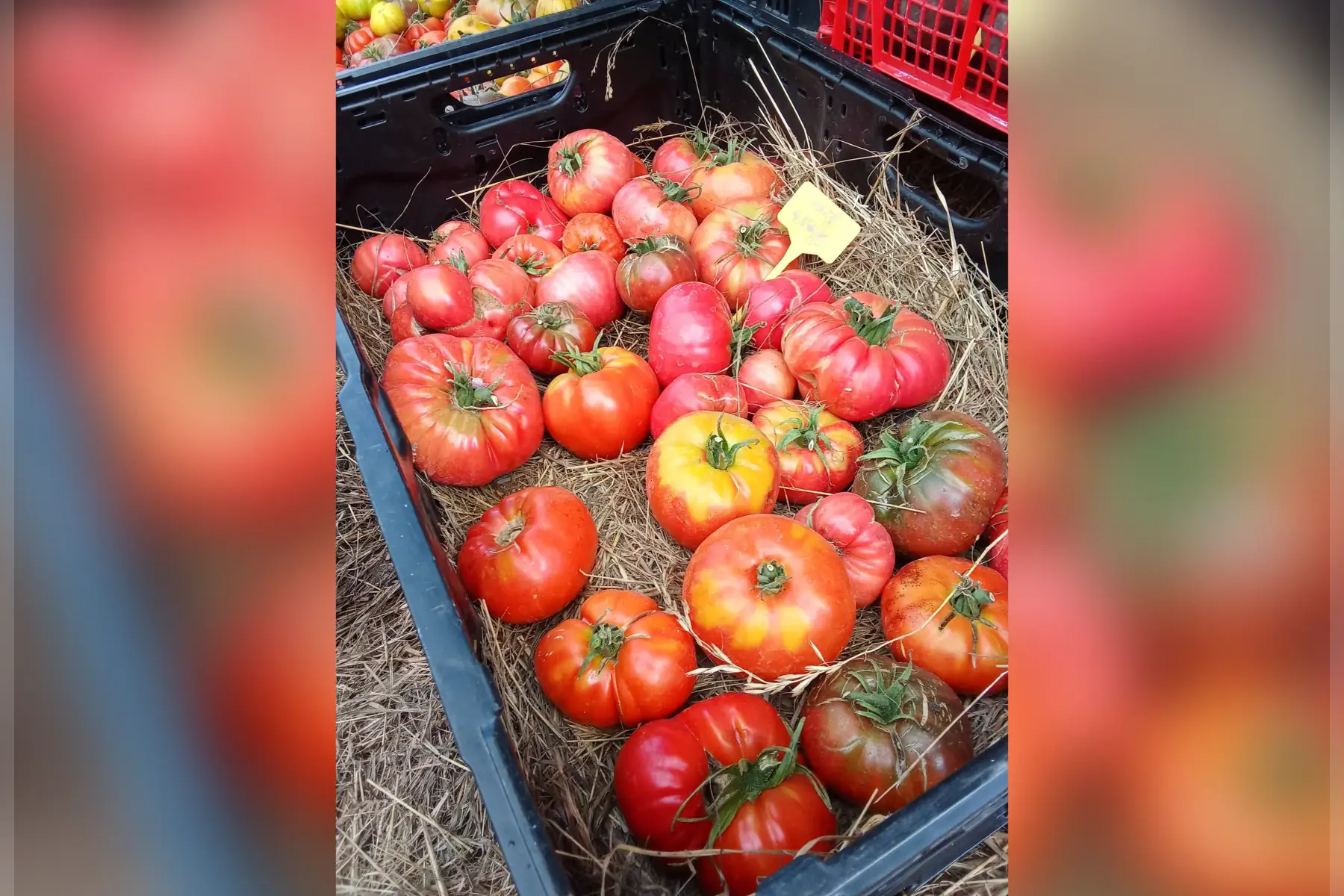 Tomates anciennes