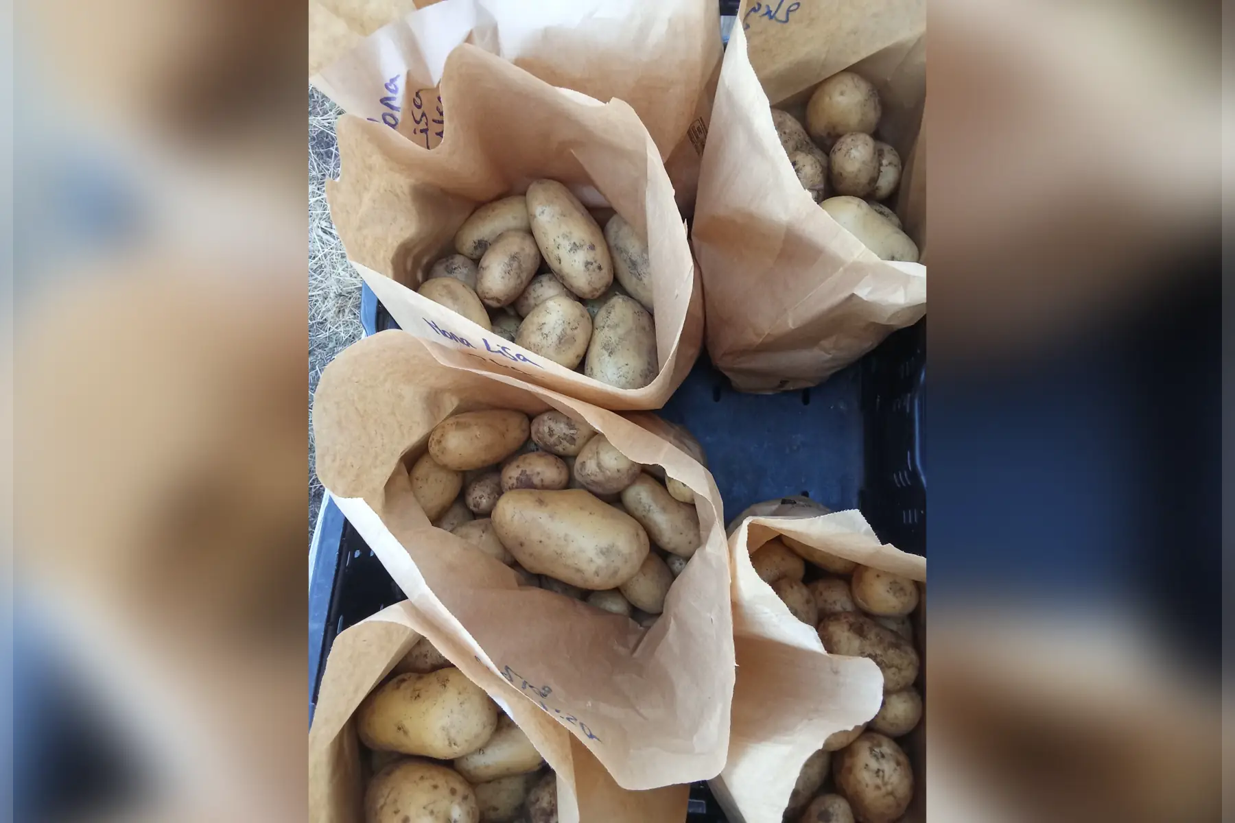Pommes de terre