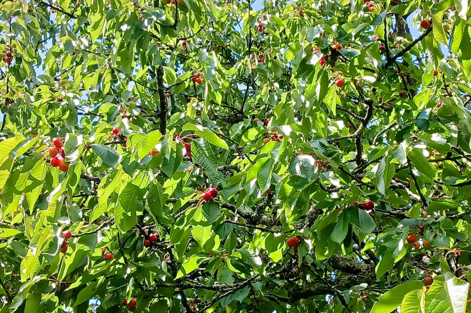 Cerises