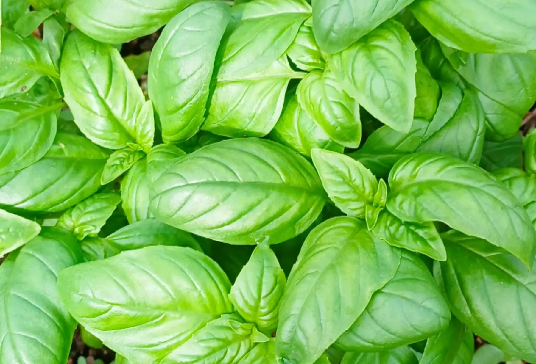 Basilic