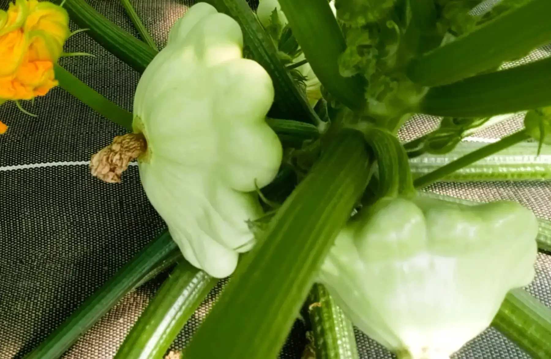 Pâtissons