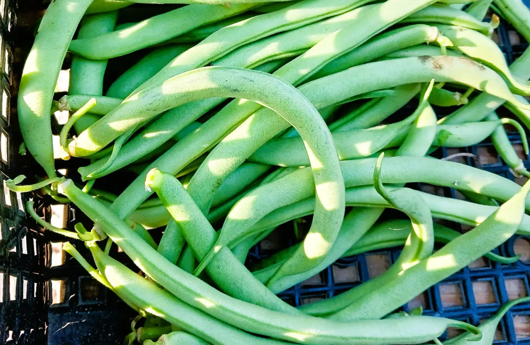Haricots verts
