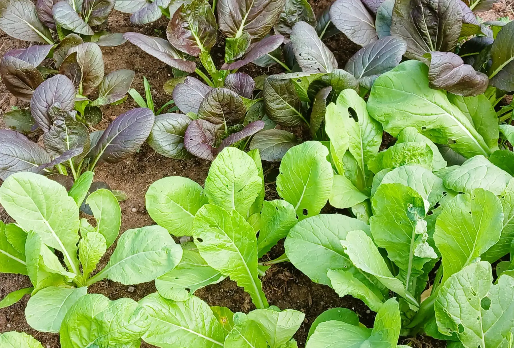 Mesclun - Moutarde komatsuna rouge et verte