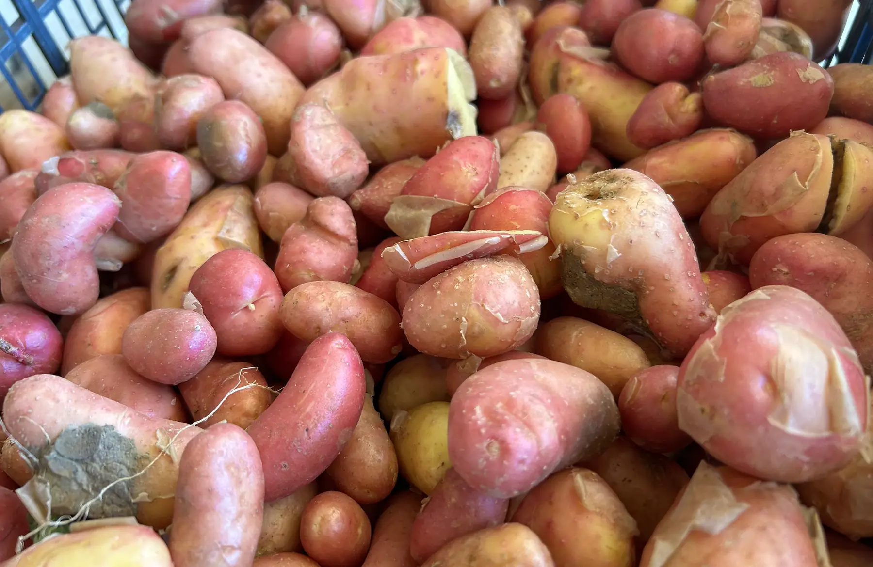 Pomme de terre rouge