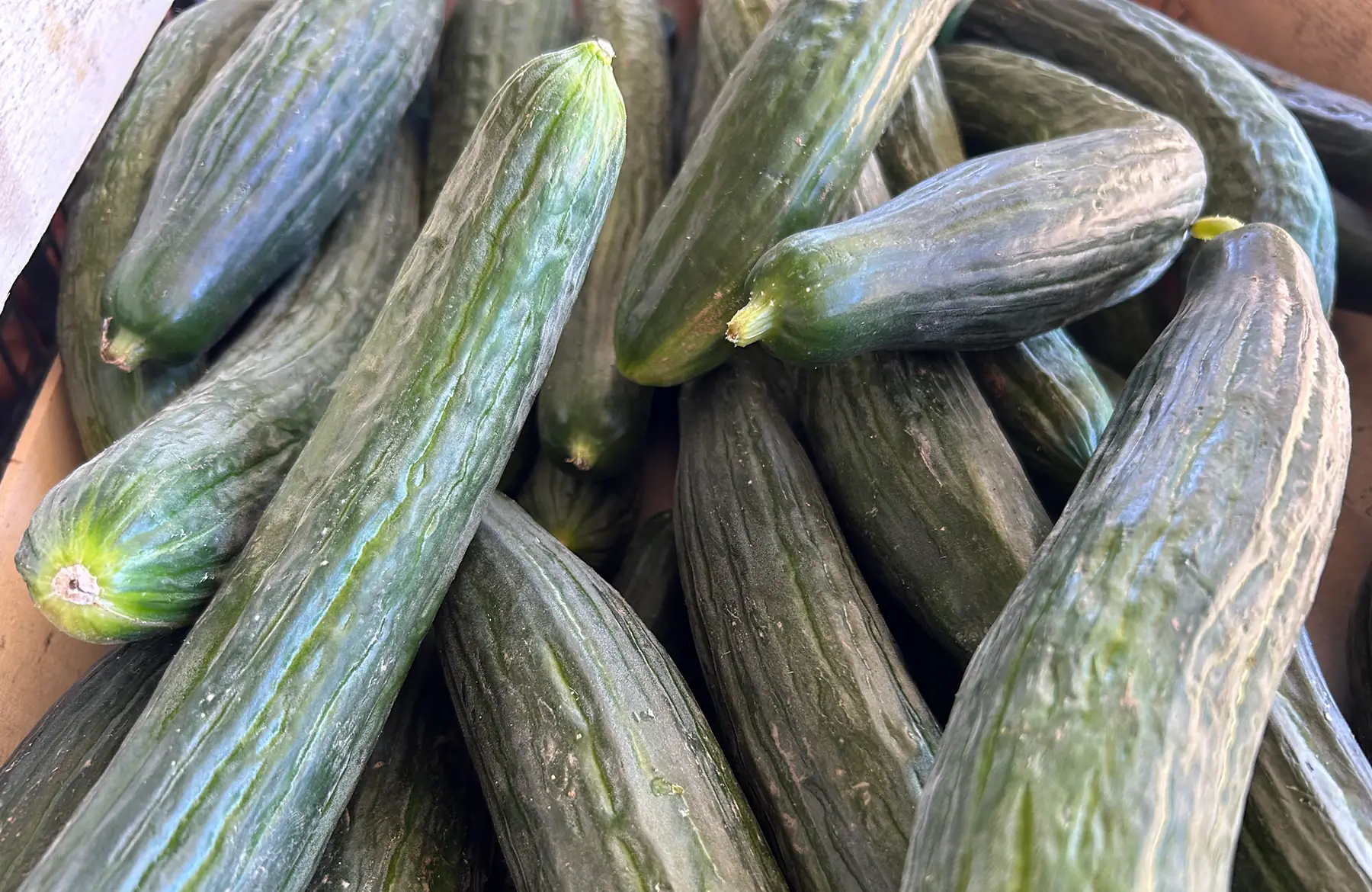Concombre