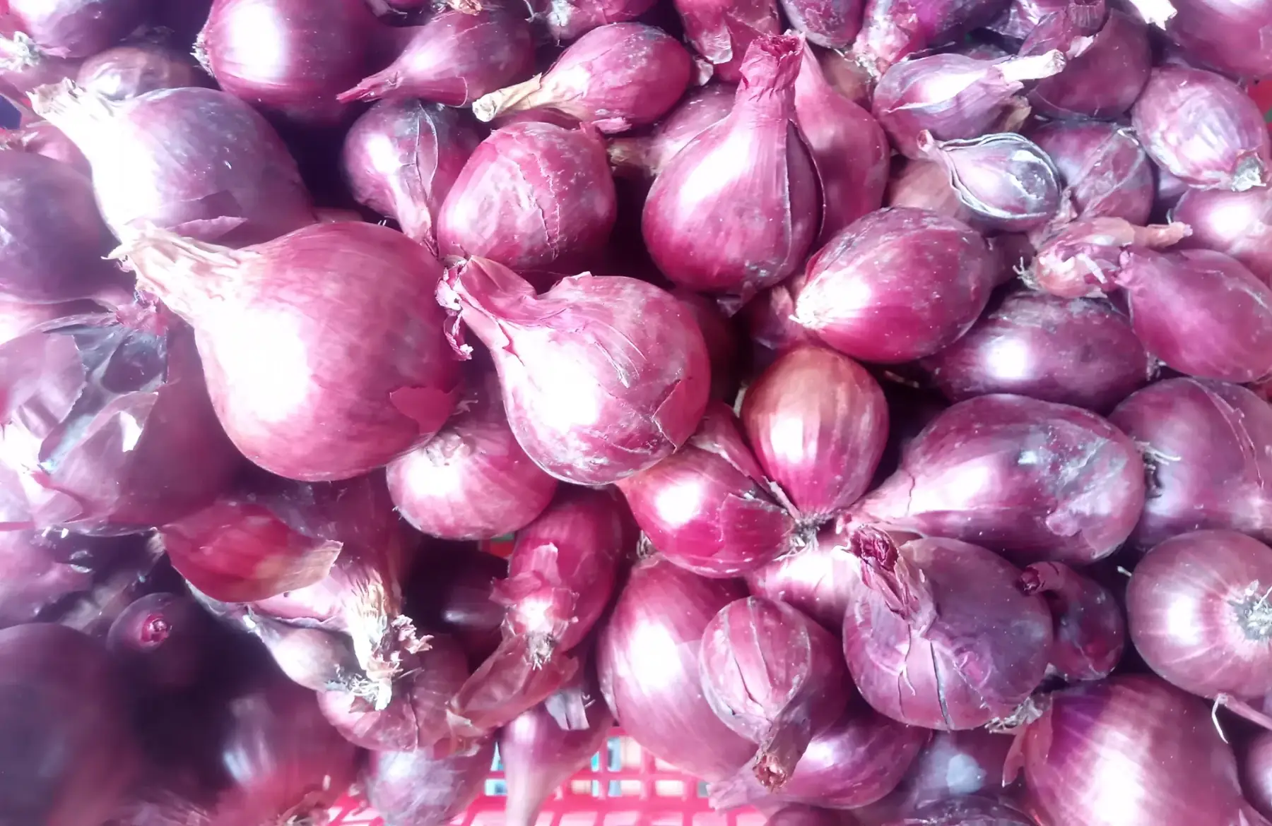 Oignons rouges