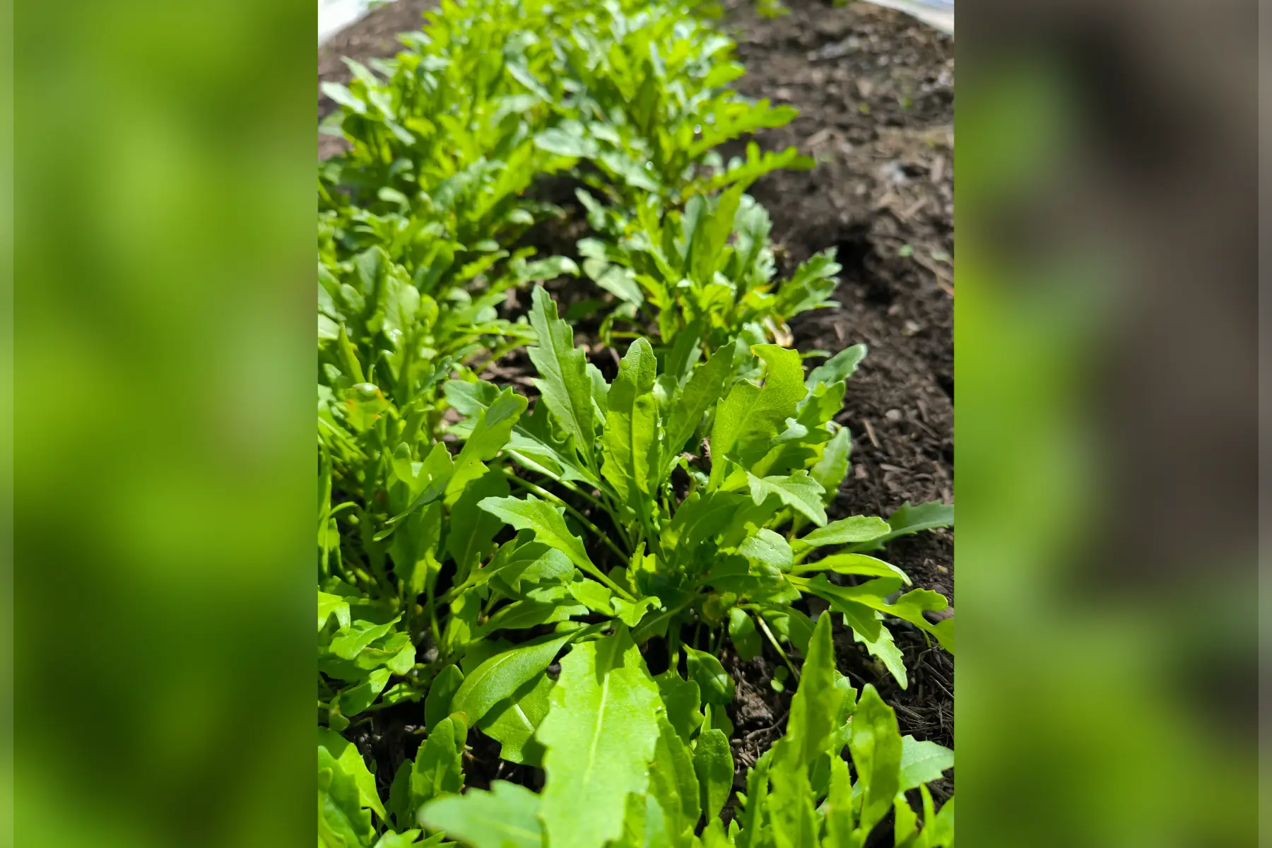 Roquette