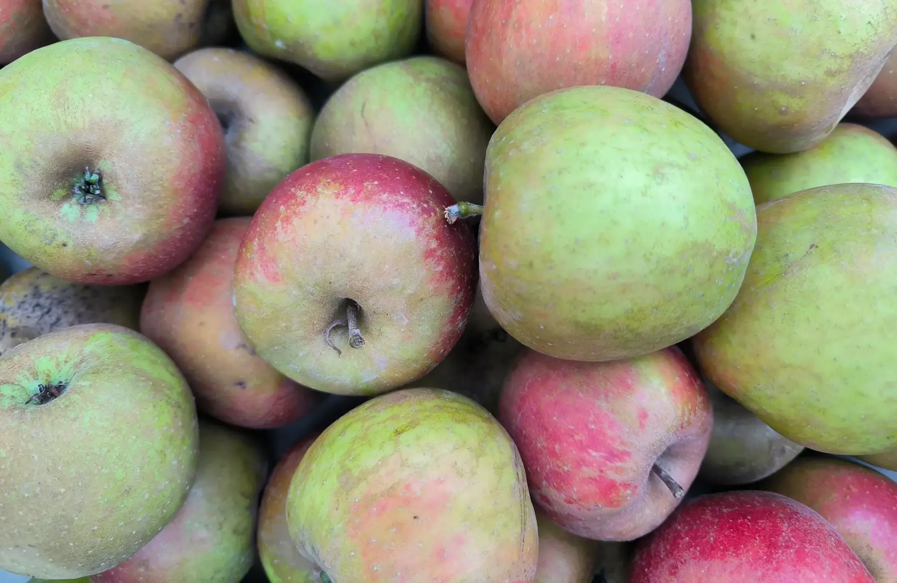 Pomme Boscoop