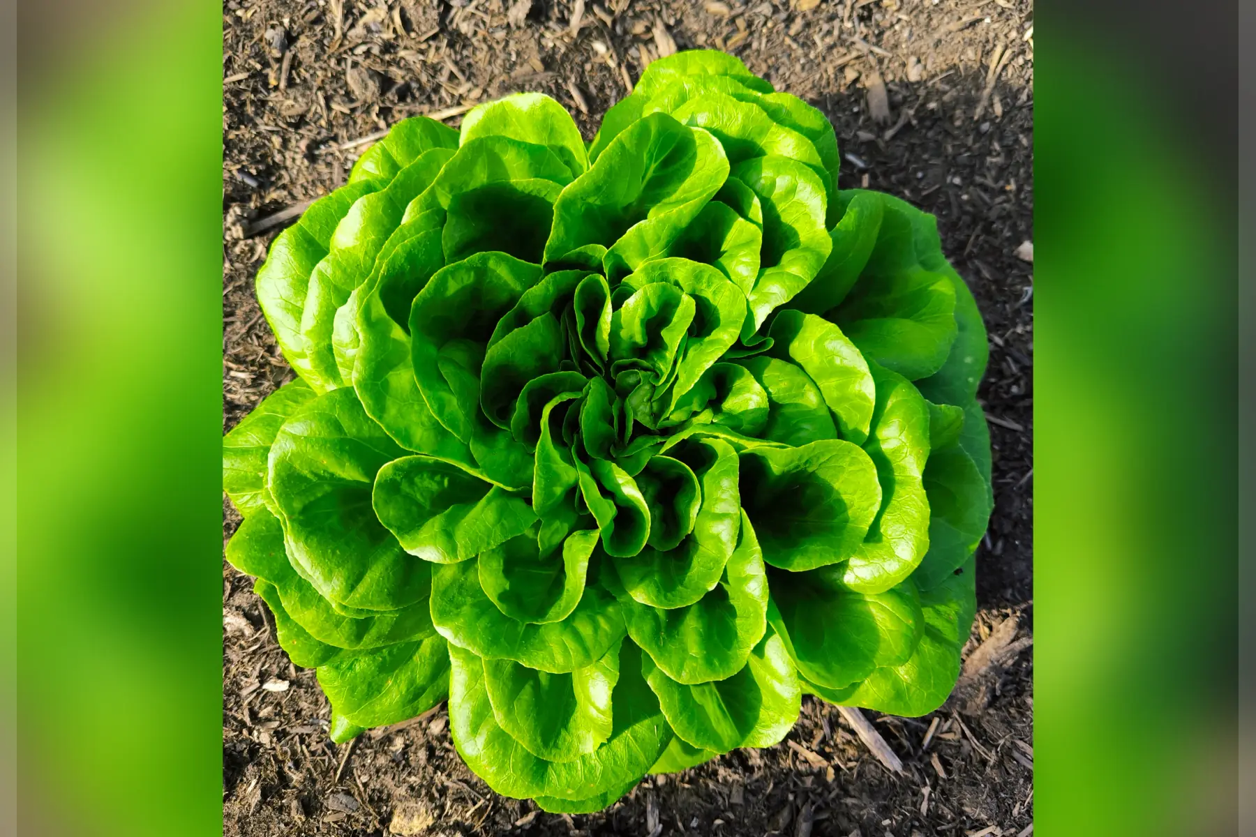 Salade multi feuilles