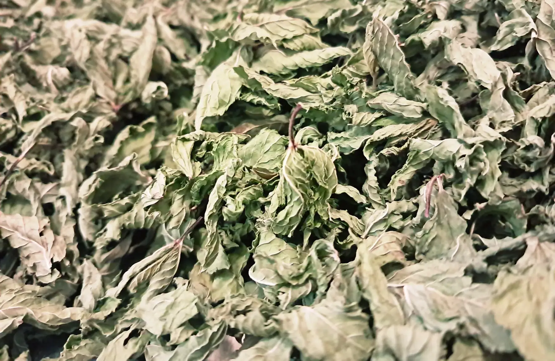 Infusion PS Menthe Verte