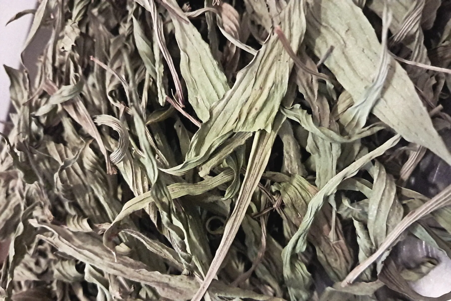 Infusion PS Plantain