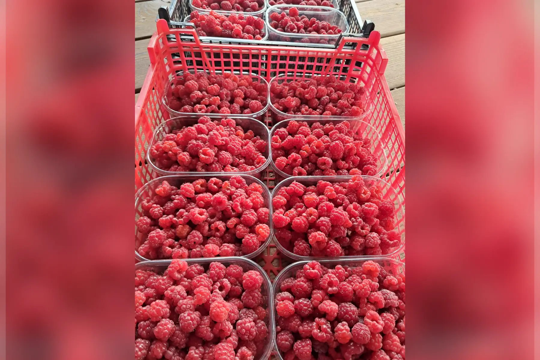 Framboises