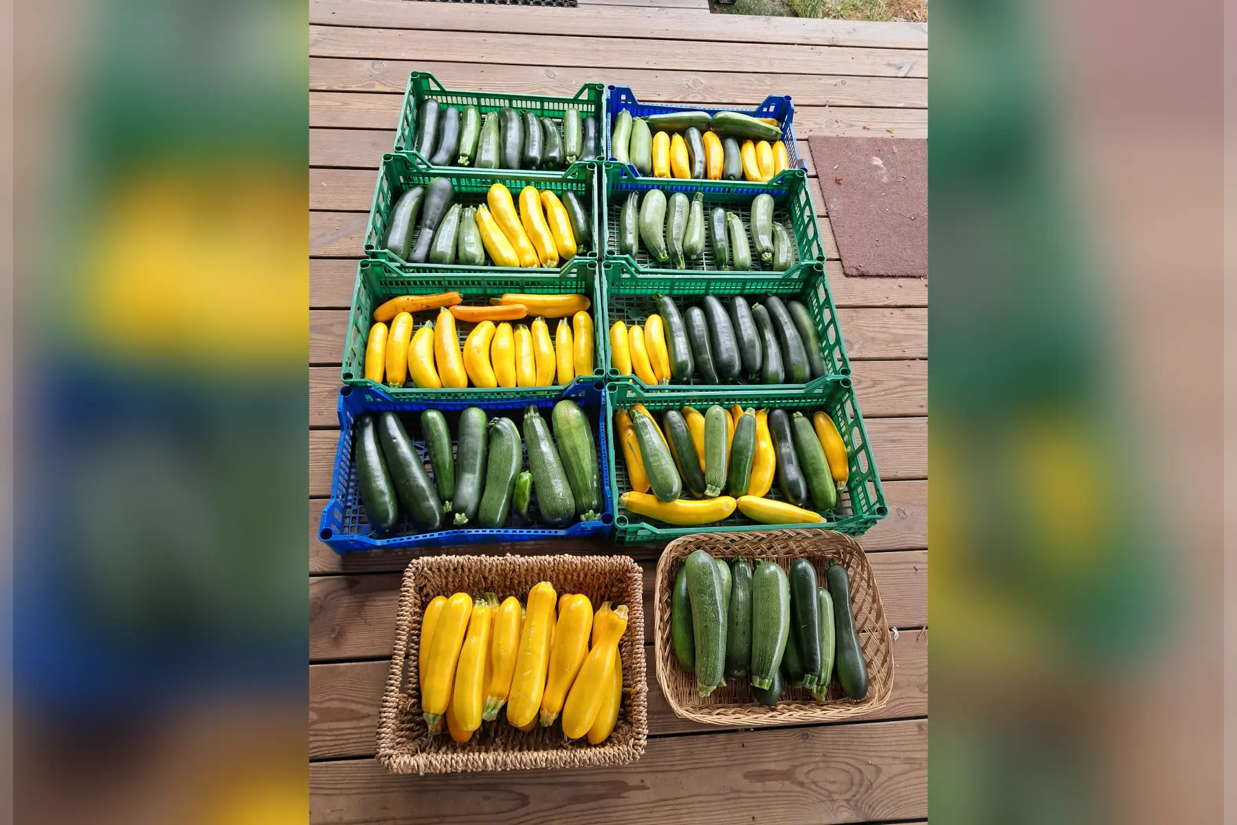 Courgette