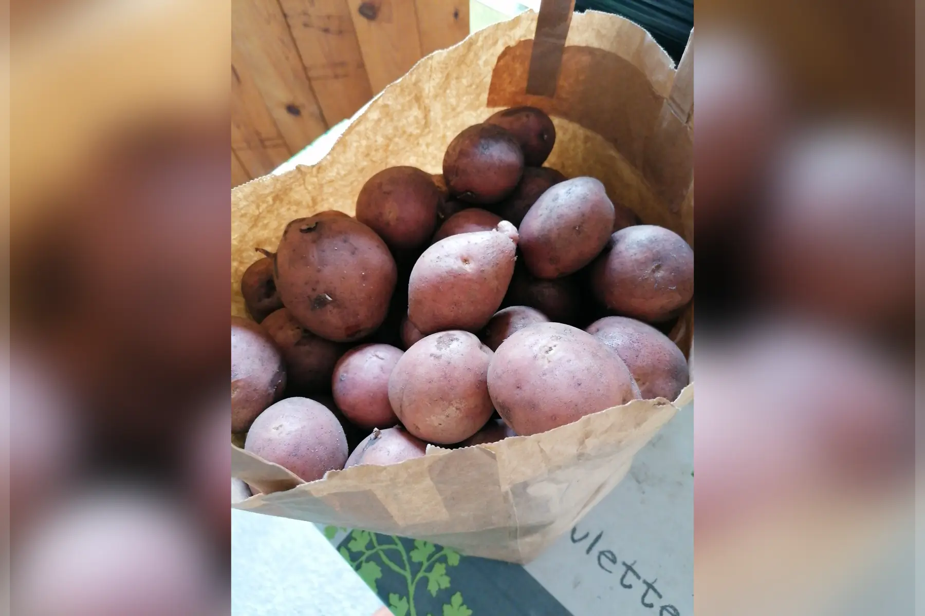 Pomme de terre Dalida
