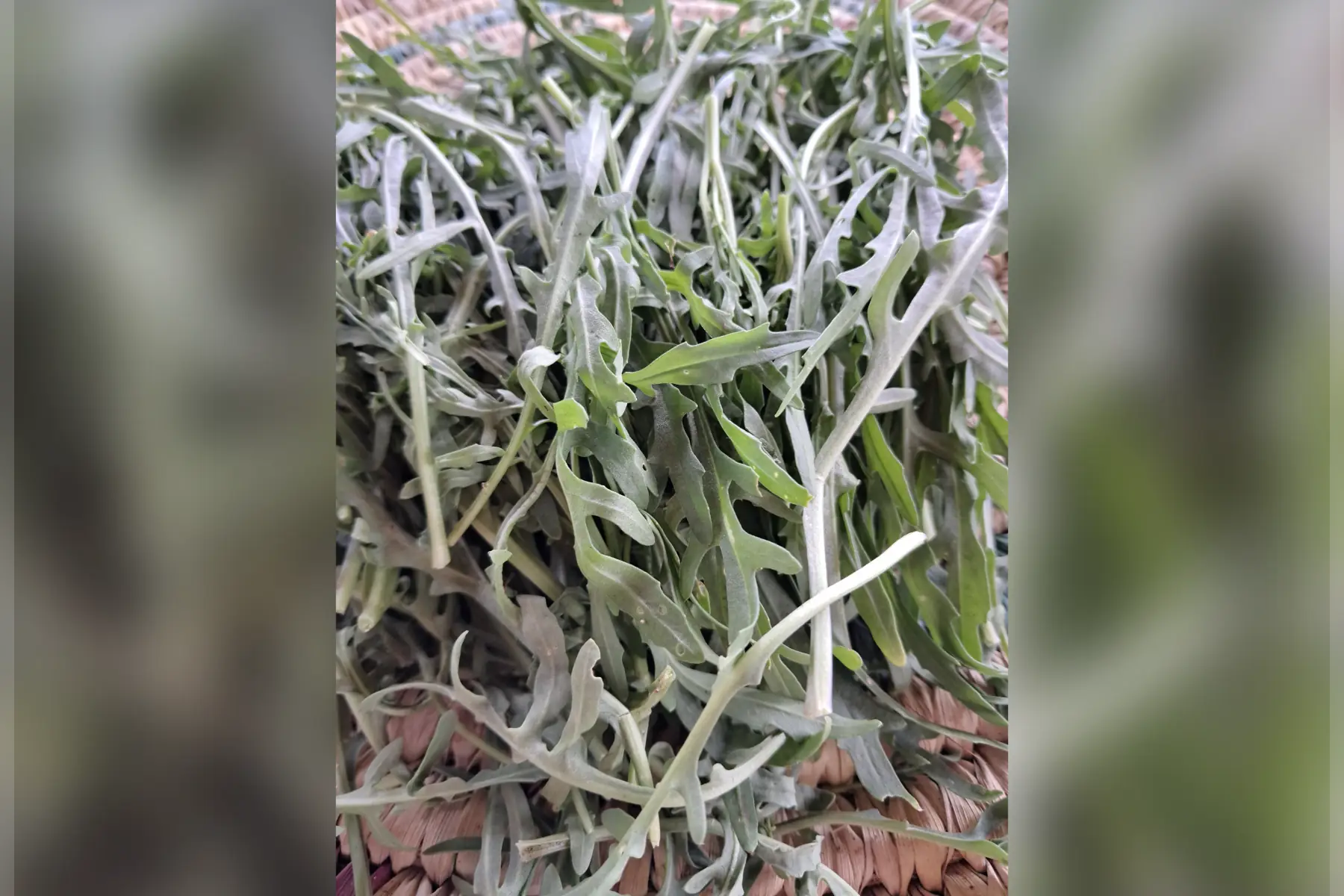 Roquette