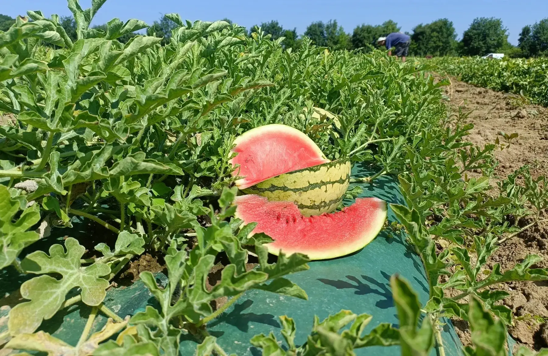 Pastèque