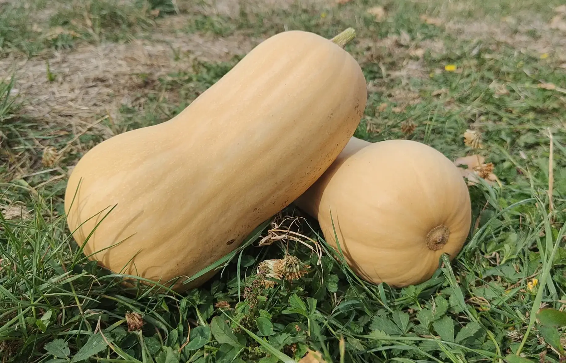 Butternut