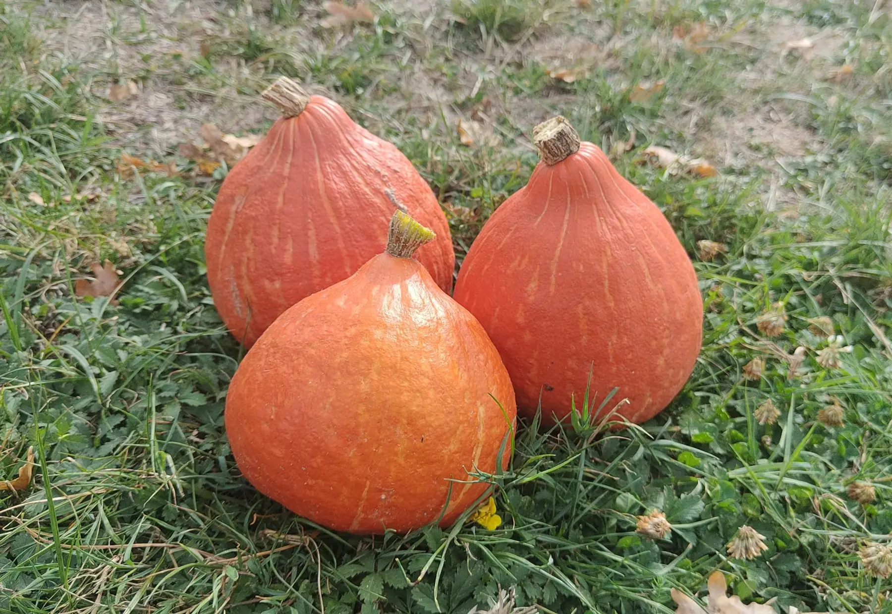 Potimarron