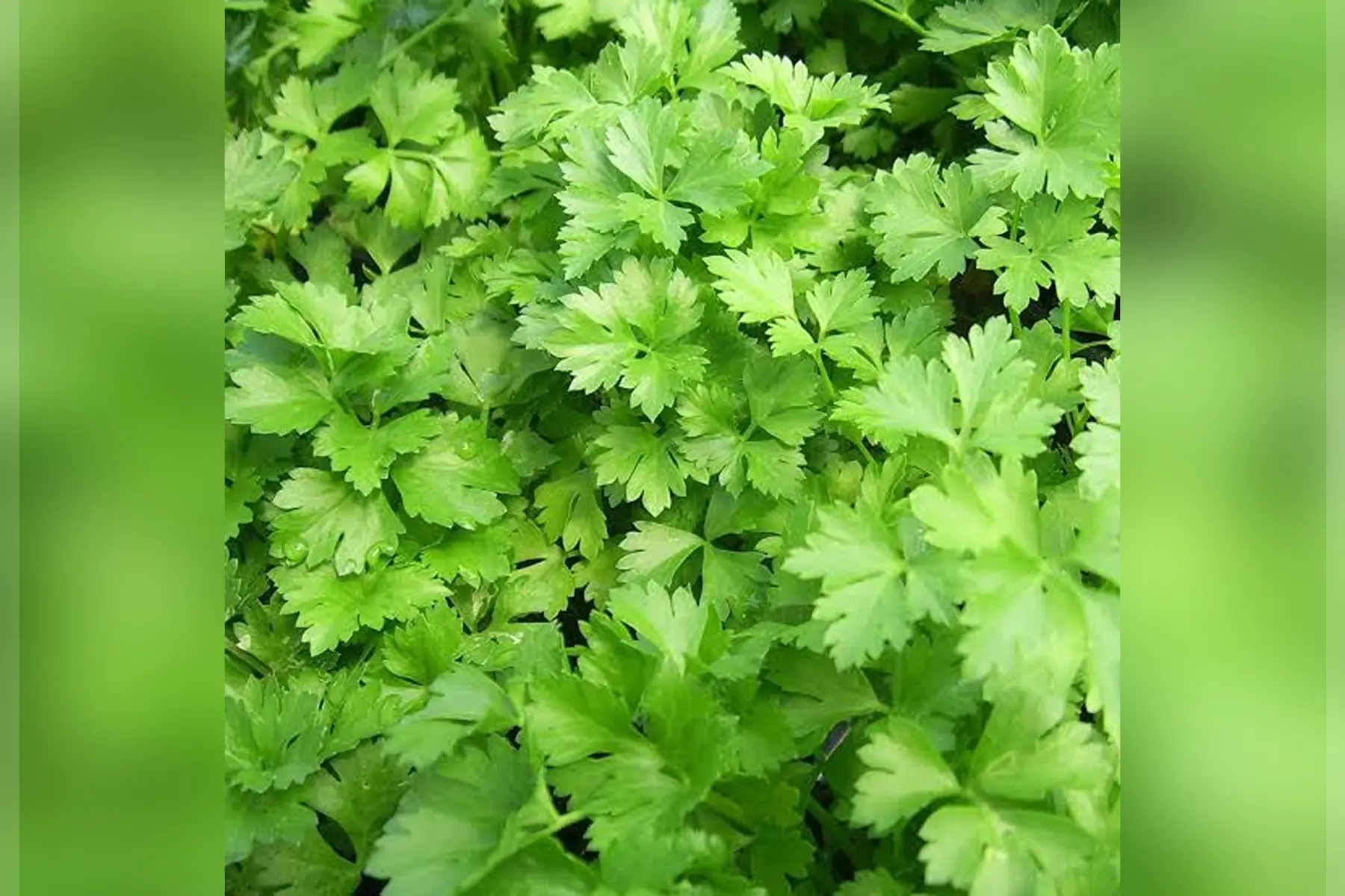 Persil plat
