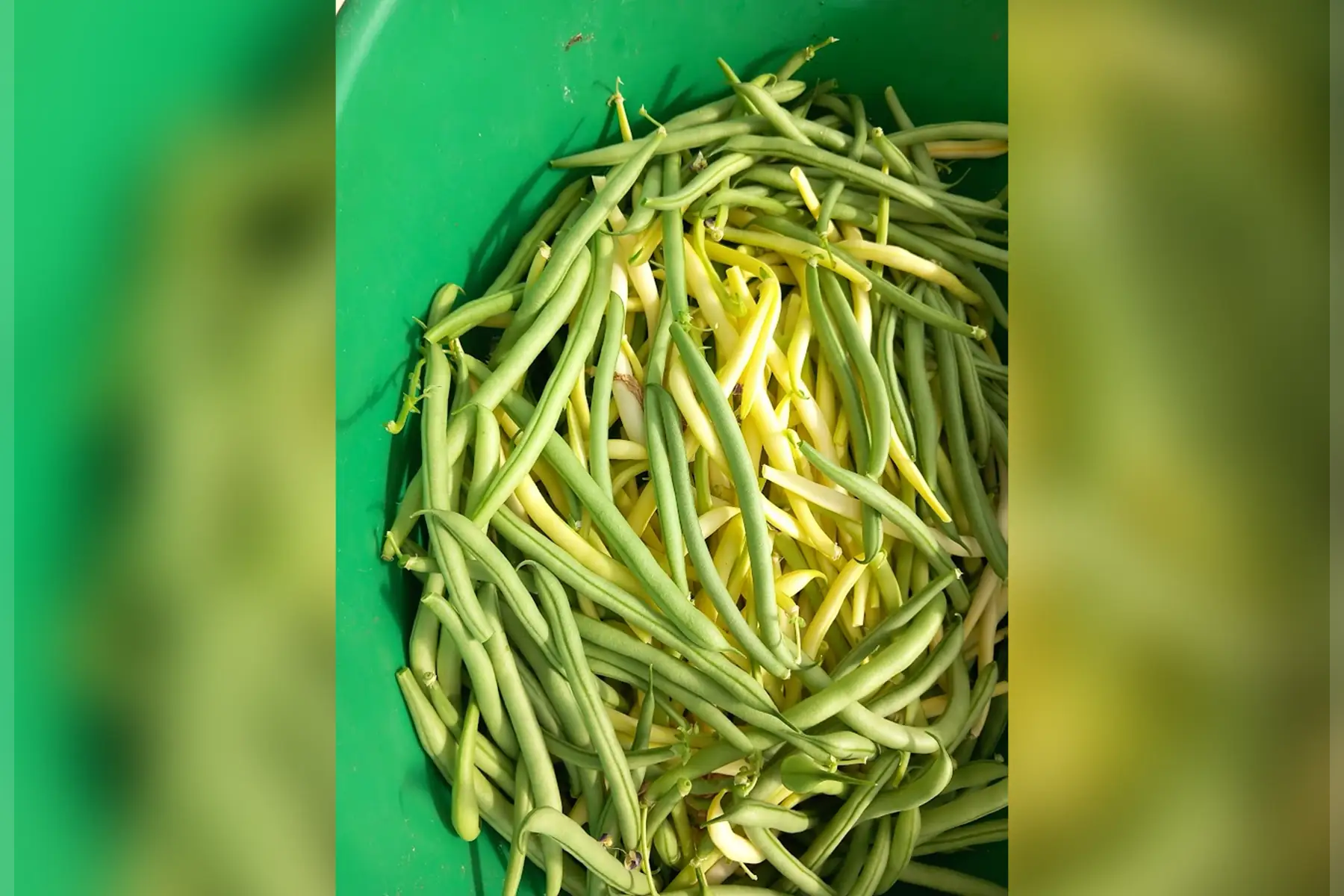 Haricots