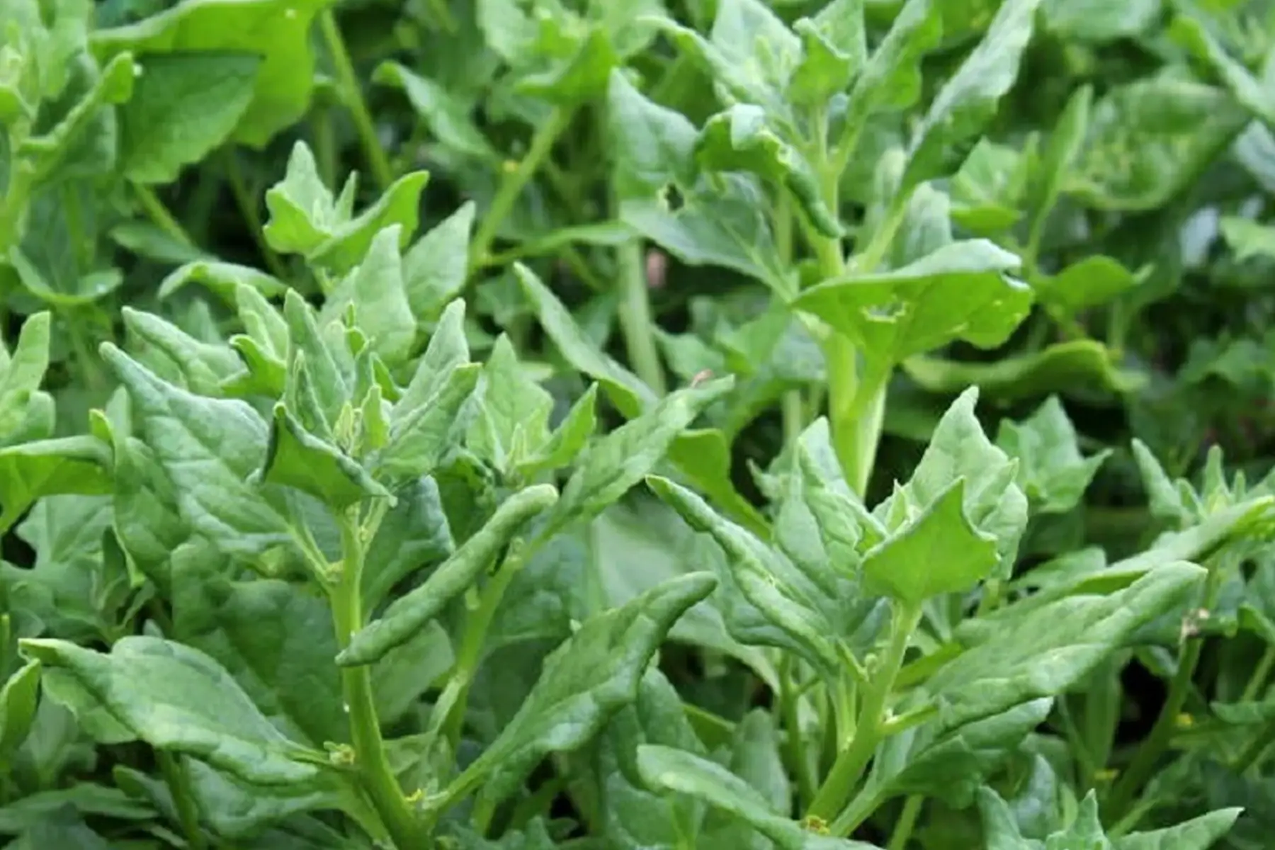 Tetragone