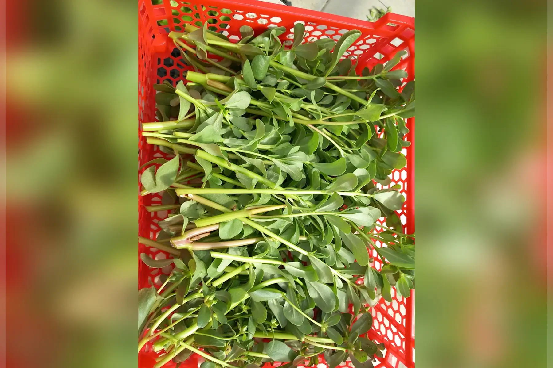 Pourpier d'été