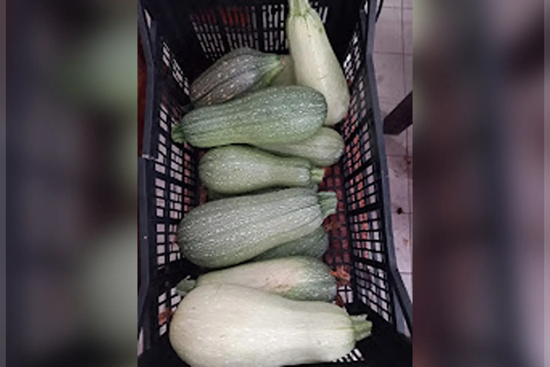 Courgette