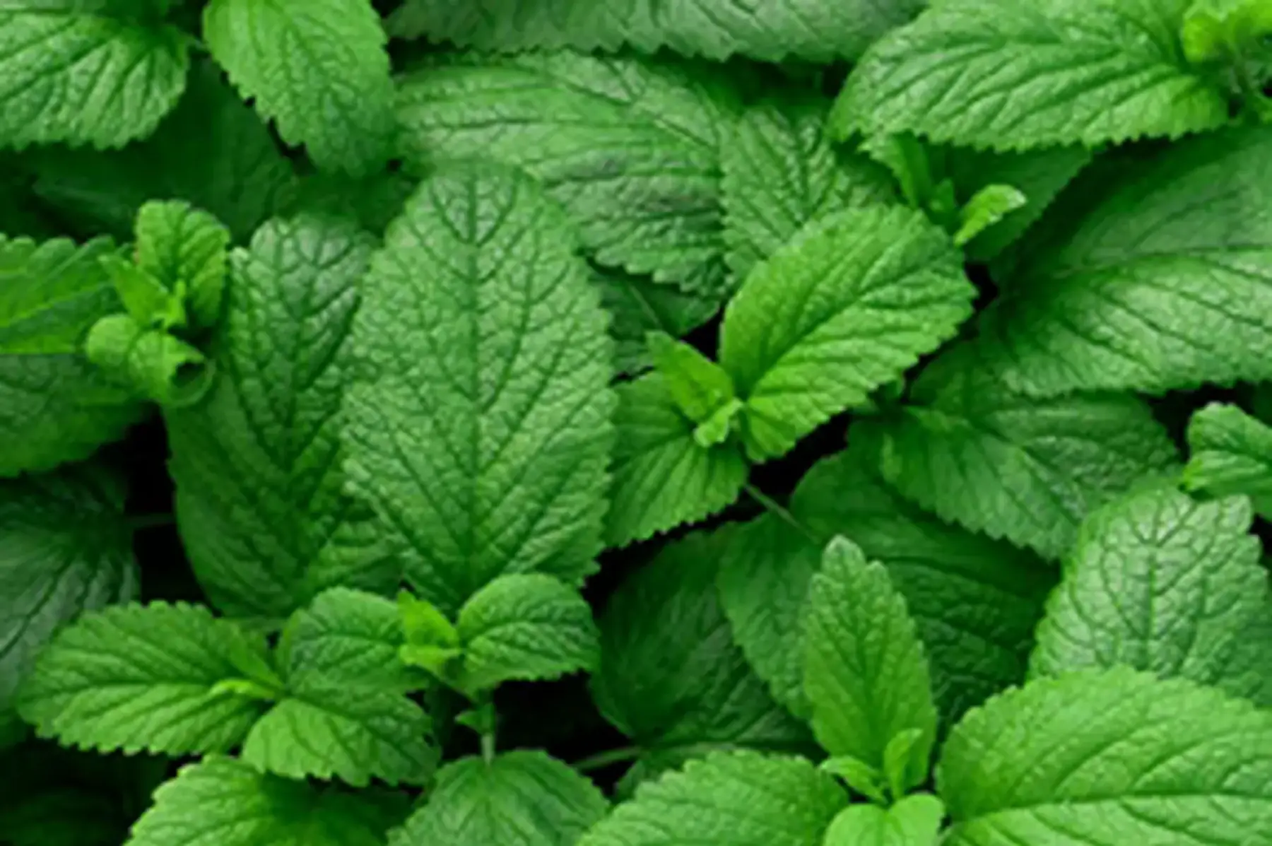 Menthe
