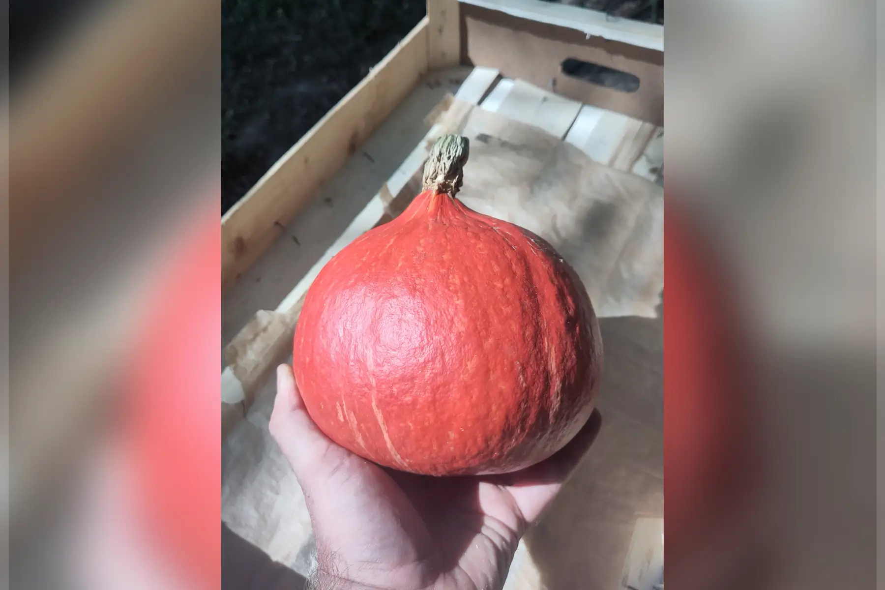 Petit Potimarron