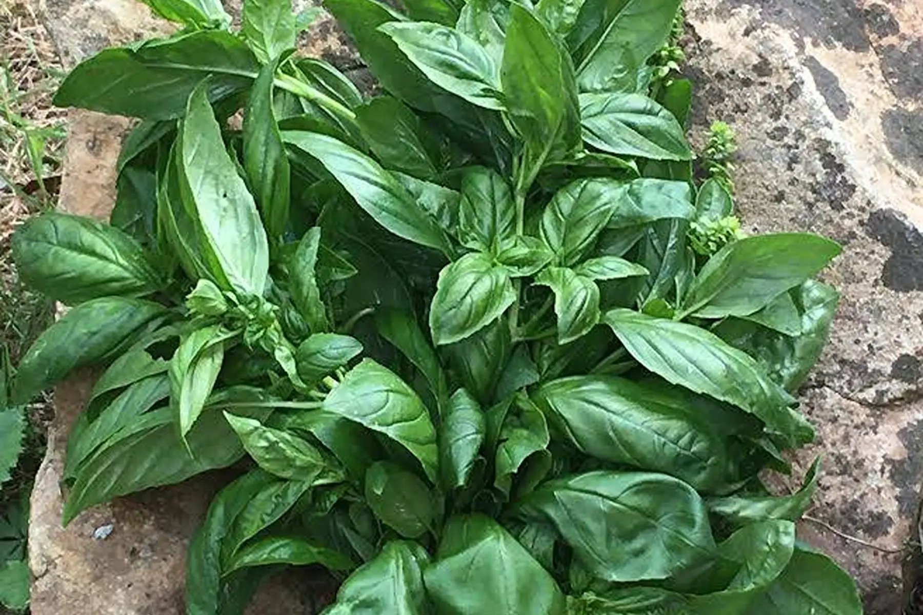 Basilic vert