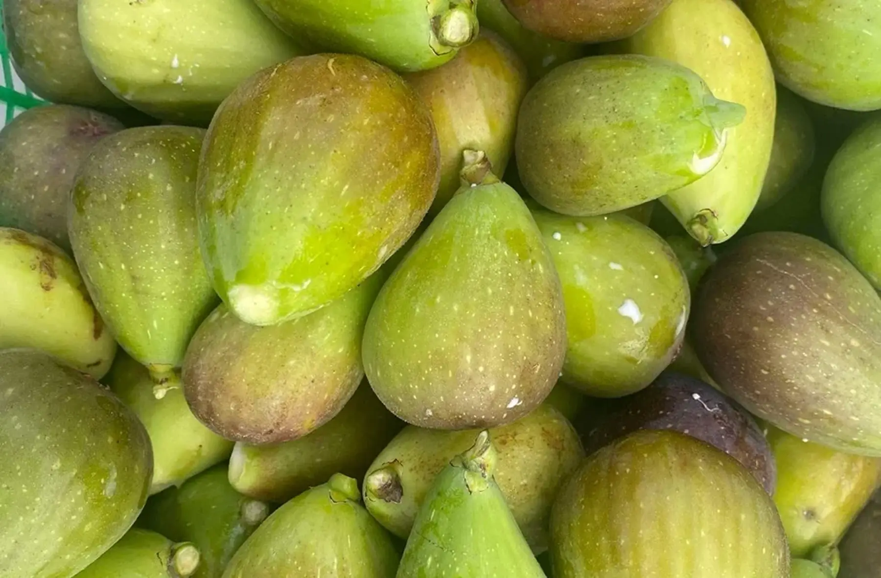 Figues blanches