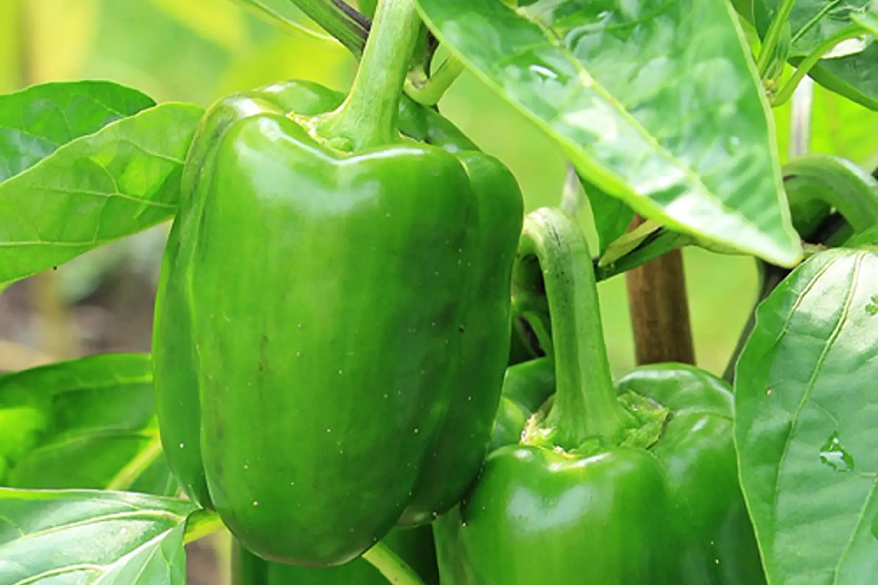 Poivrons verts