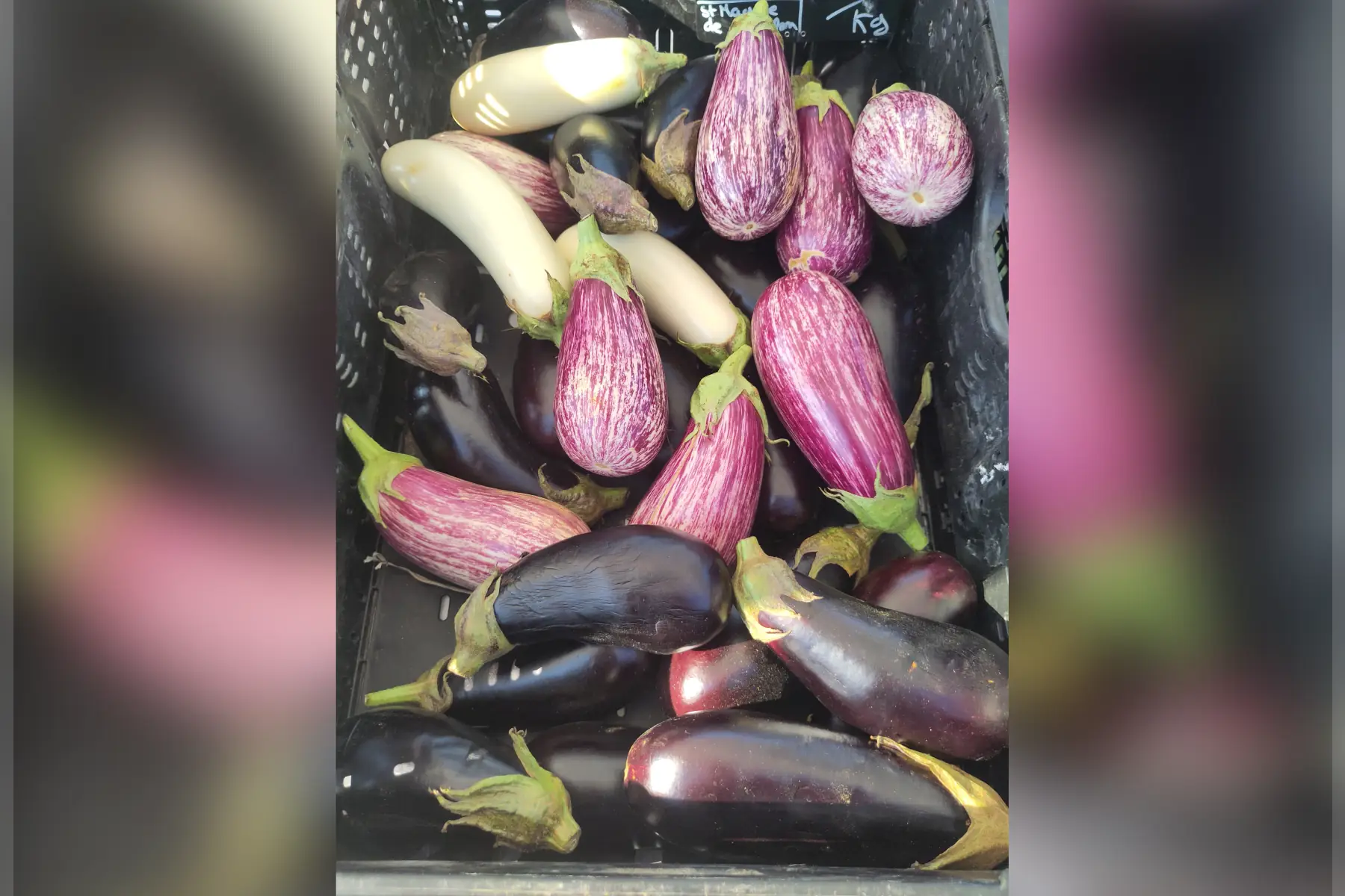 Aubergines Zébrées
