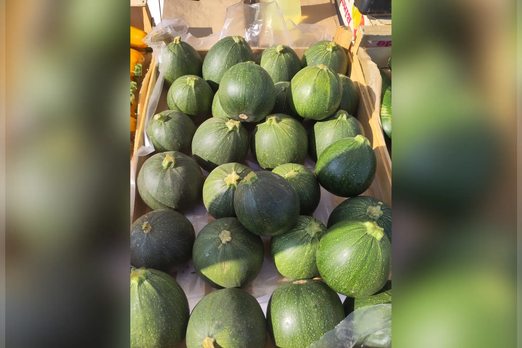 Courgettes Rondes