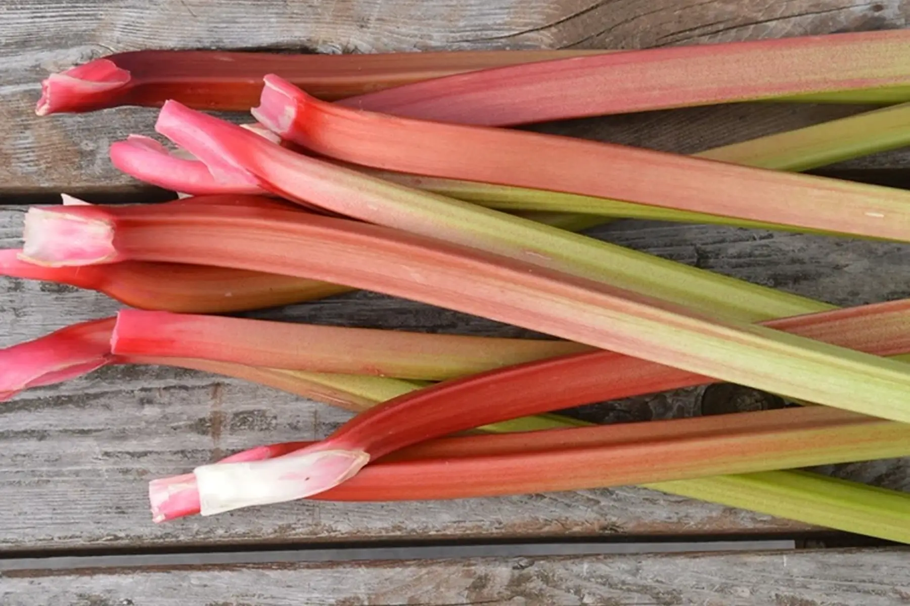 Rhubarde