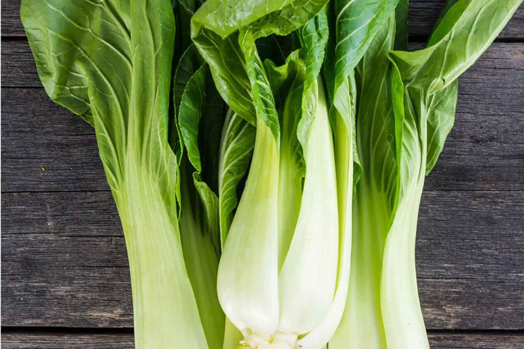 Chou chinois Pak Choi