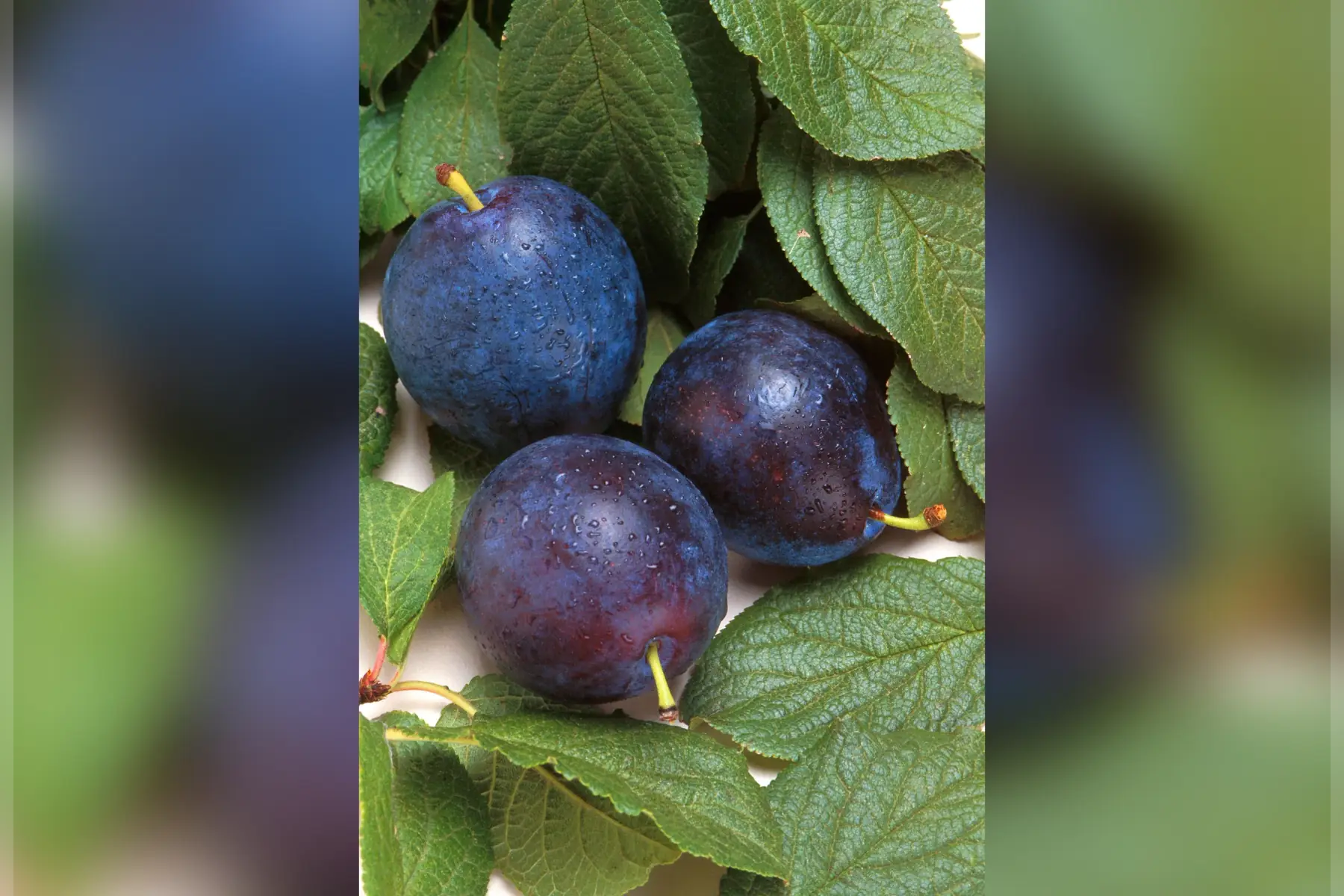 Prunes