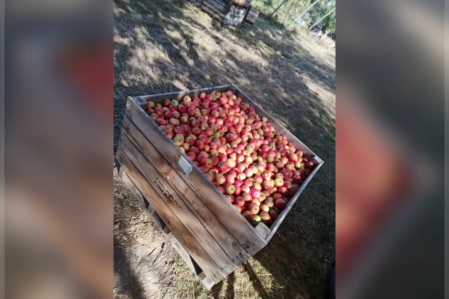 Pommes LADINA